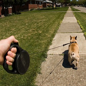 best retractable dog leash,